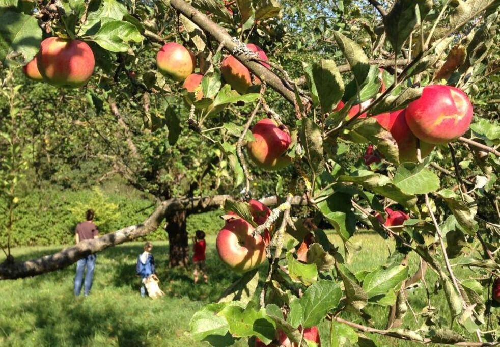 Streuobstwiese