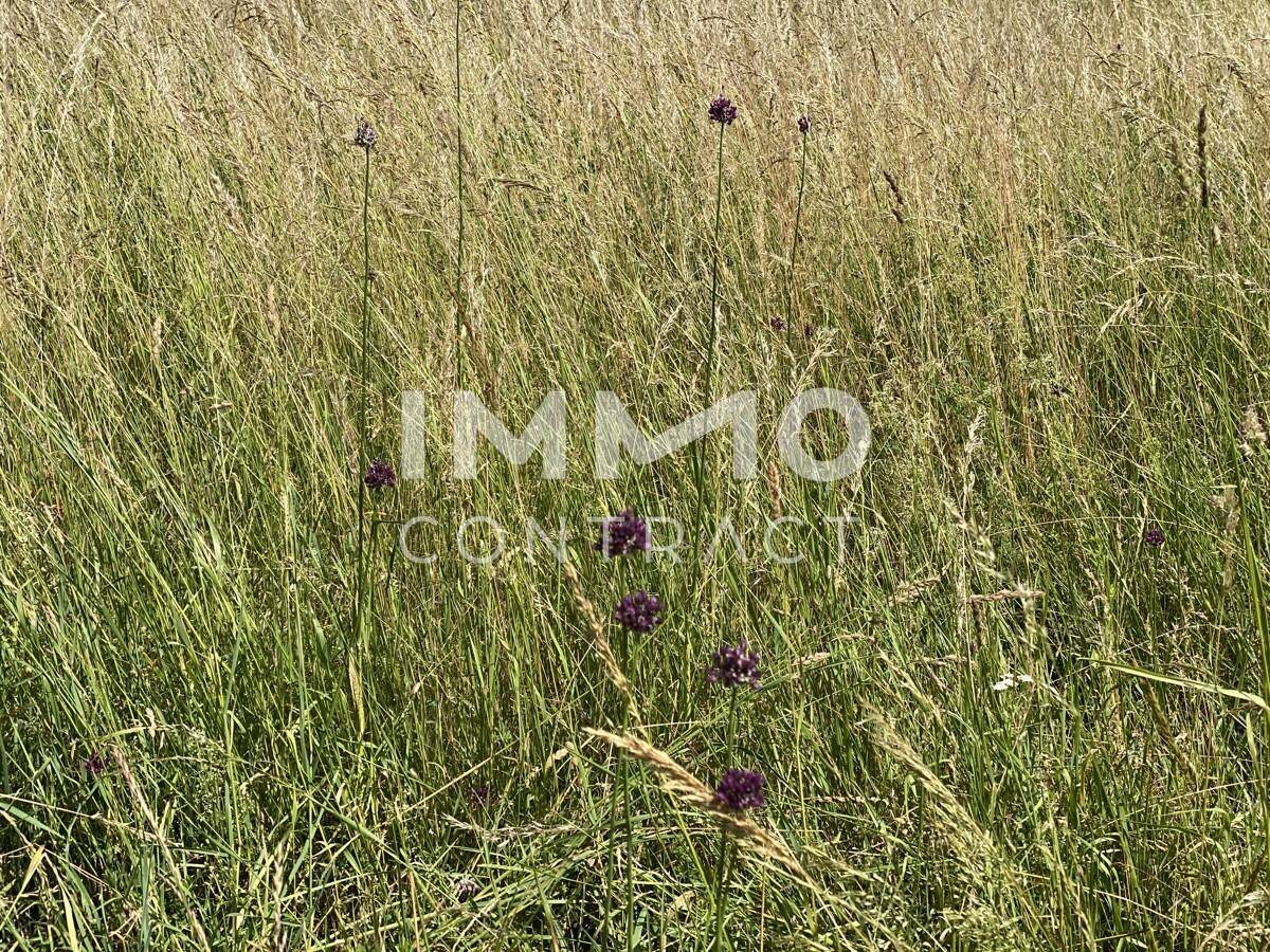 IMG_8442