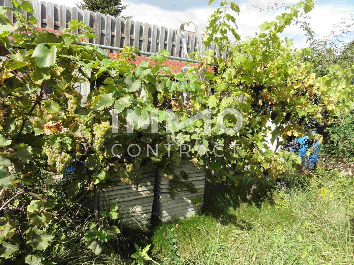 Der Weinstock