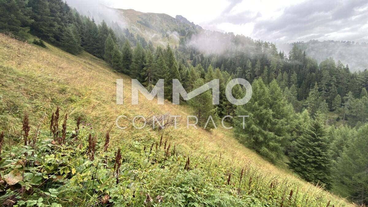 Wald mit Almhütte