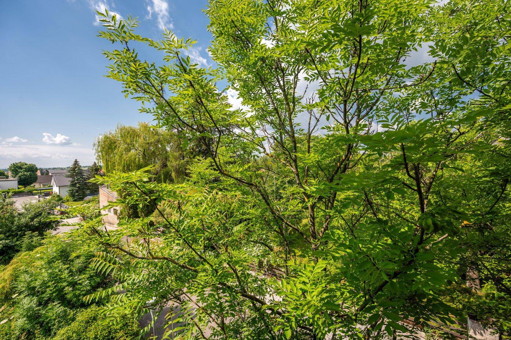 Blick durch grüne Baumwipfel auf die umliegende Landschaft und Häuser in der Ferne.