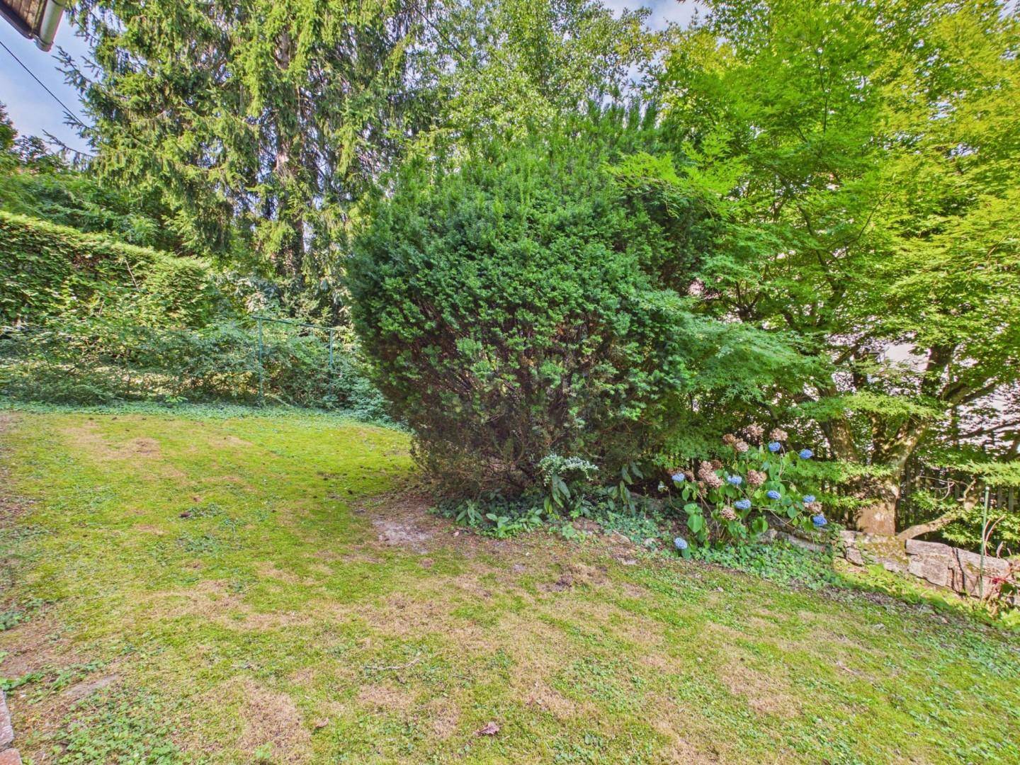 Gepflegter Gartenbereich mit Rasenfläche und verschiedenen Sträuchern und Bäumen.
