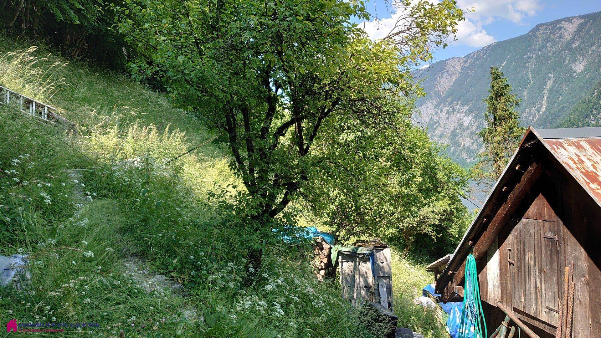 Steiler, bewachsener Hang mit üppiger Vegetation und einem kleinen Holzschuppen.