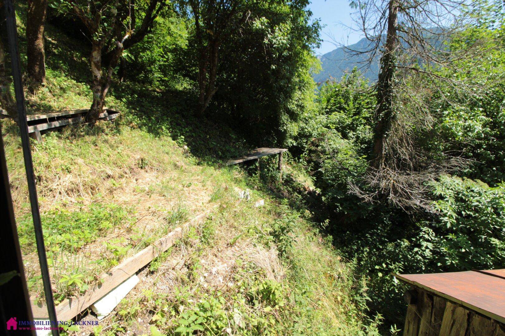 Naturbelassener, steiler Hang mit dichtem Baumbestand und üppigem Grün.