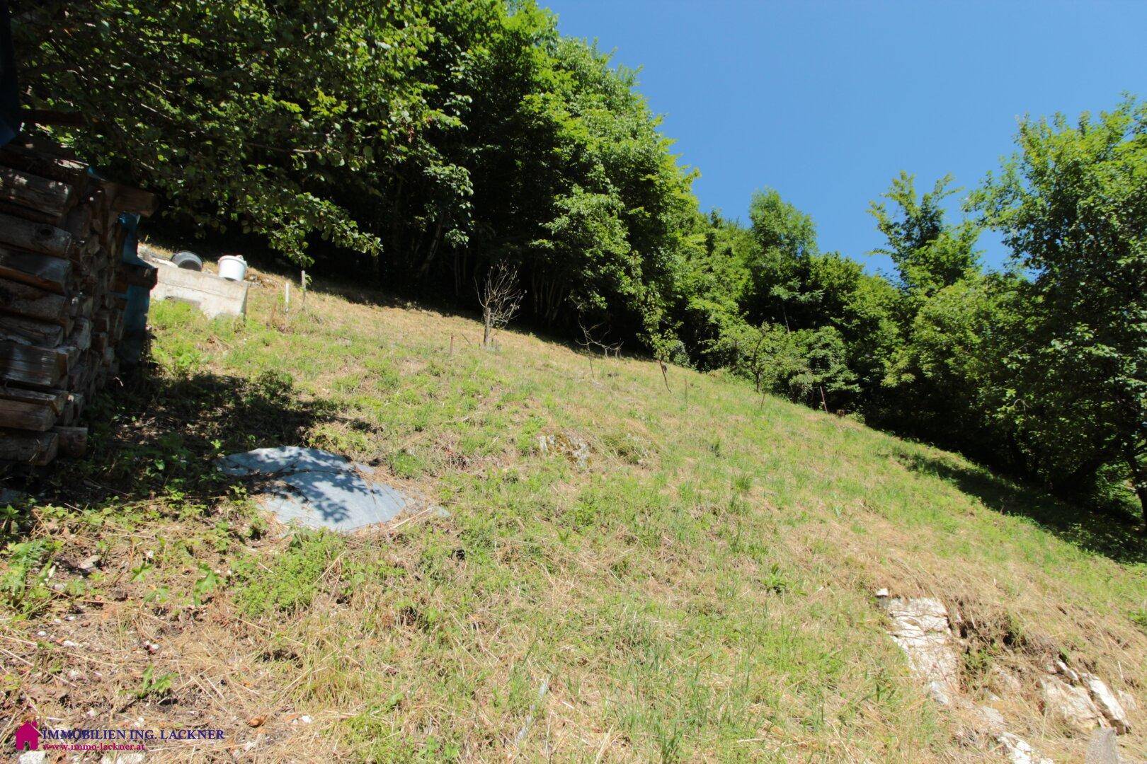 Sonnenbeschienener, steiler Grashang mit vereinzelten Bäumen und natürlicher Vegetation.