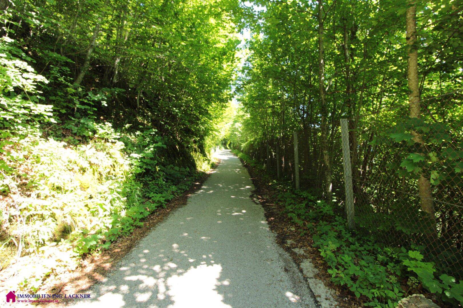 Schmaler, von dichtem Grün gesäumter Weg, der durch die bewaldete Landschaft führt.
