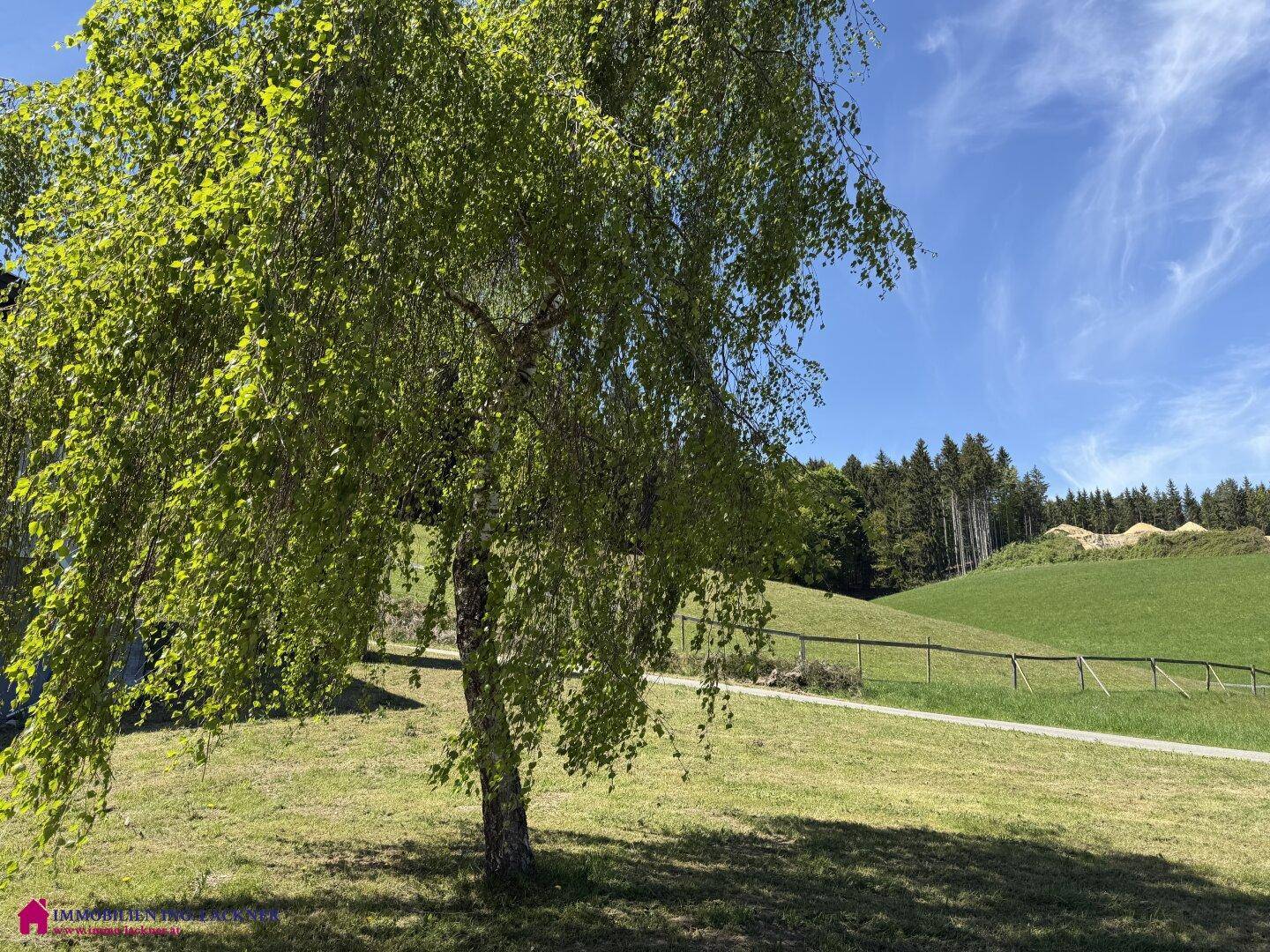 Großer Laubbaum im Vordergrund mit weitem Blick auf grüne Hügel und Wald unter blauem Himmel.