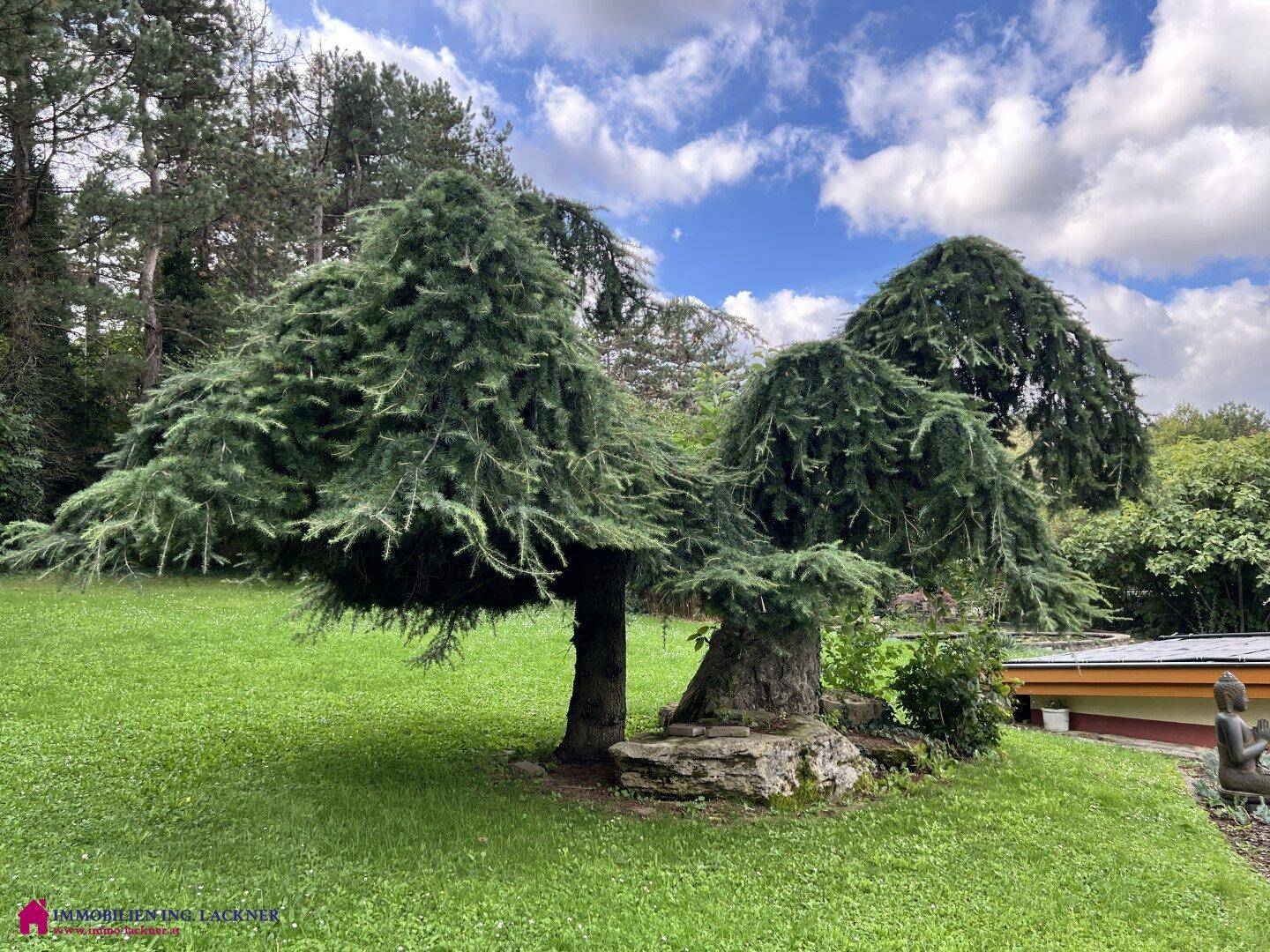 Malerischer Gartenbereich mit einzigartigen, skulpturalen Bäumen und üppigem Grün.