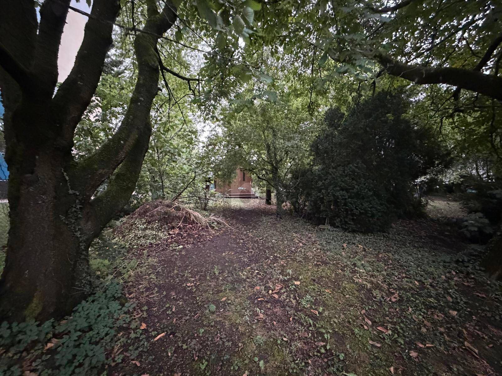 Ein schmaler Pfad führt durch einen dicht bewachsenen Garten mit alten Bäumen und üppigem Grün.