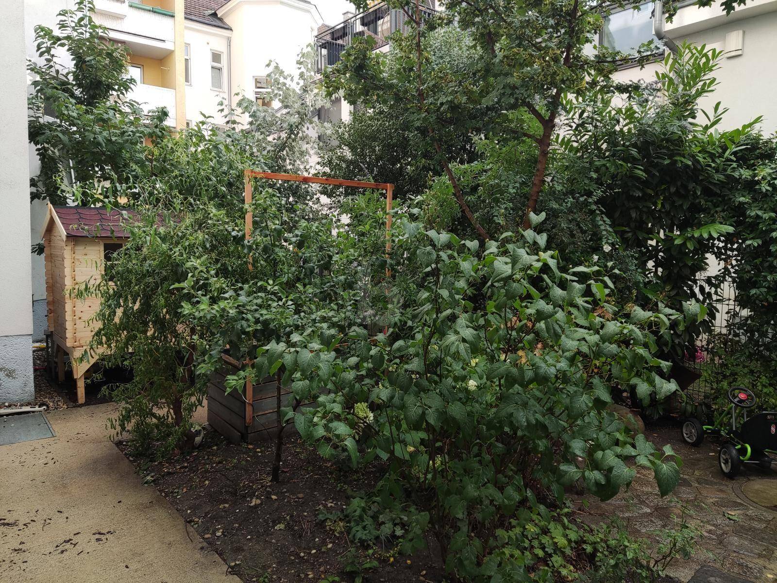 Verwilderter Gartenbereich mit dichtem Grün, Bäumen und einem kleinen Holzschuppen im Hintergrund.