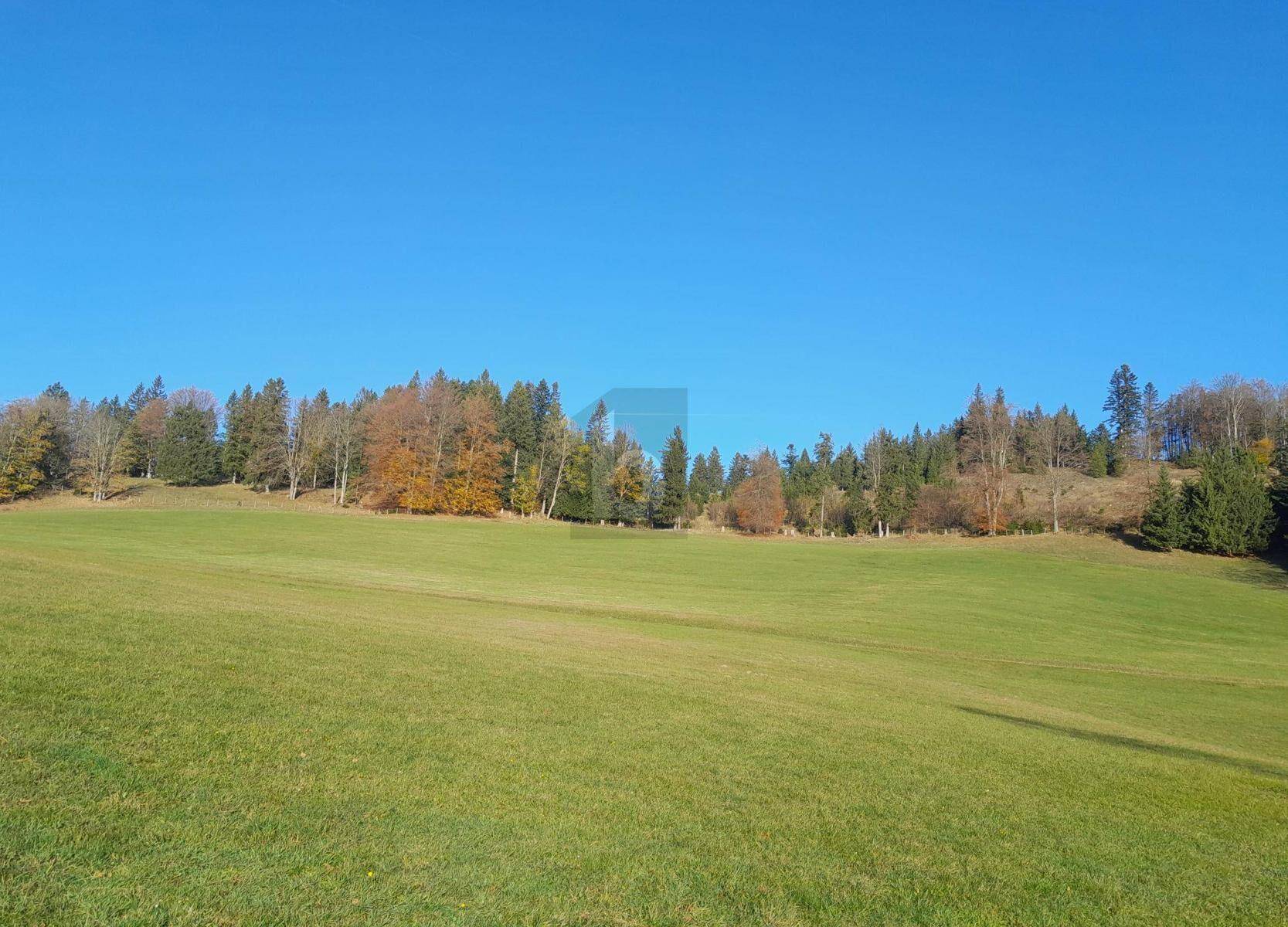 Weite grüne Wiesenfläche mit einem Waldrand im Hintergrund unter strahlend blauem Himmel.