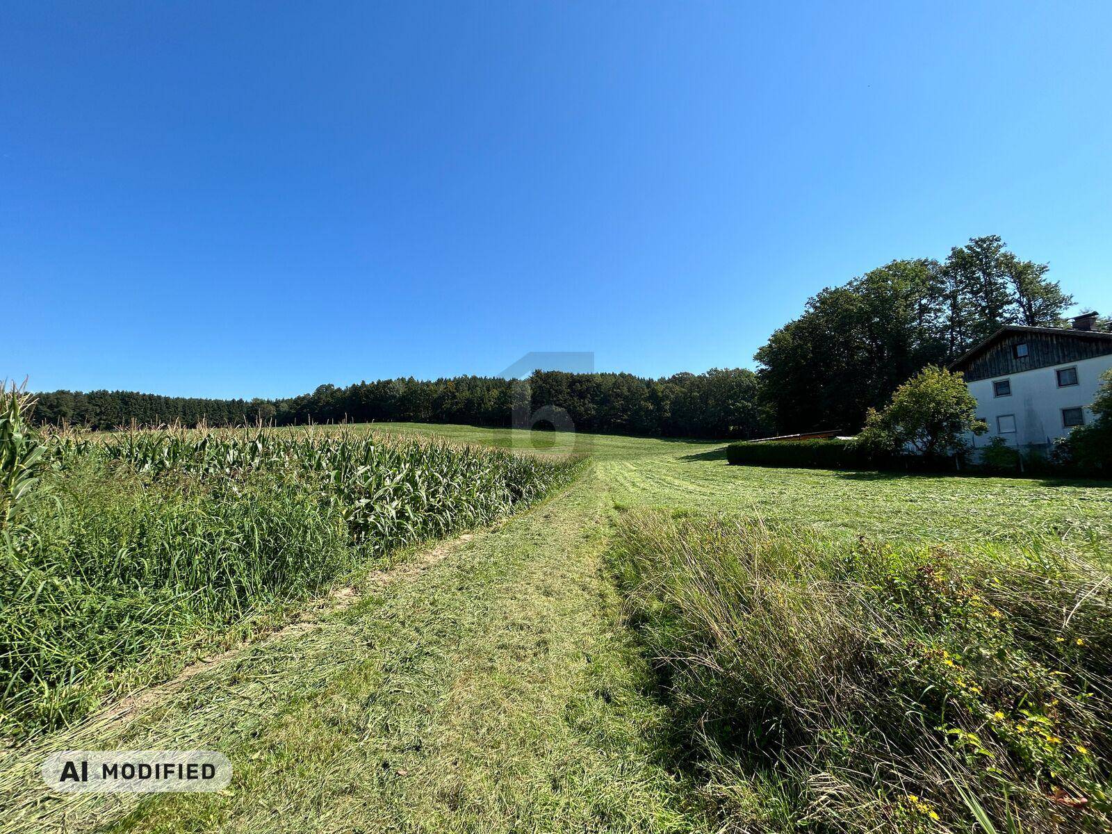Weitläufige Felder grenzen an einen dichten Wald unter strahlend blauem Himmel.