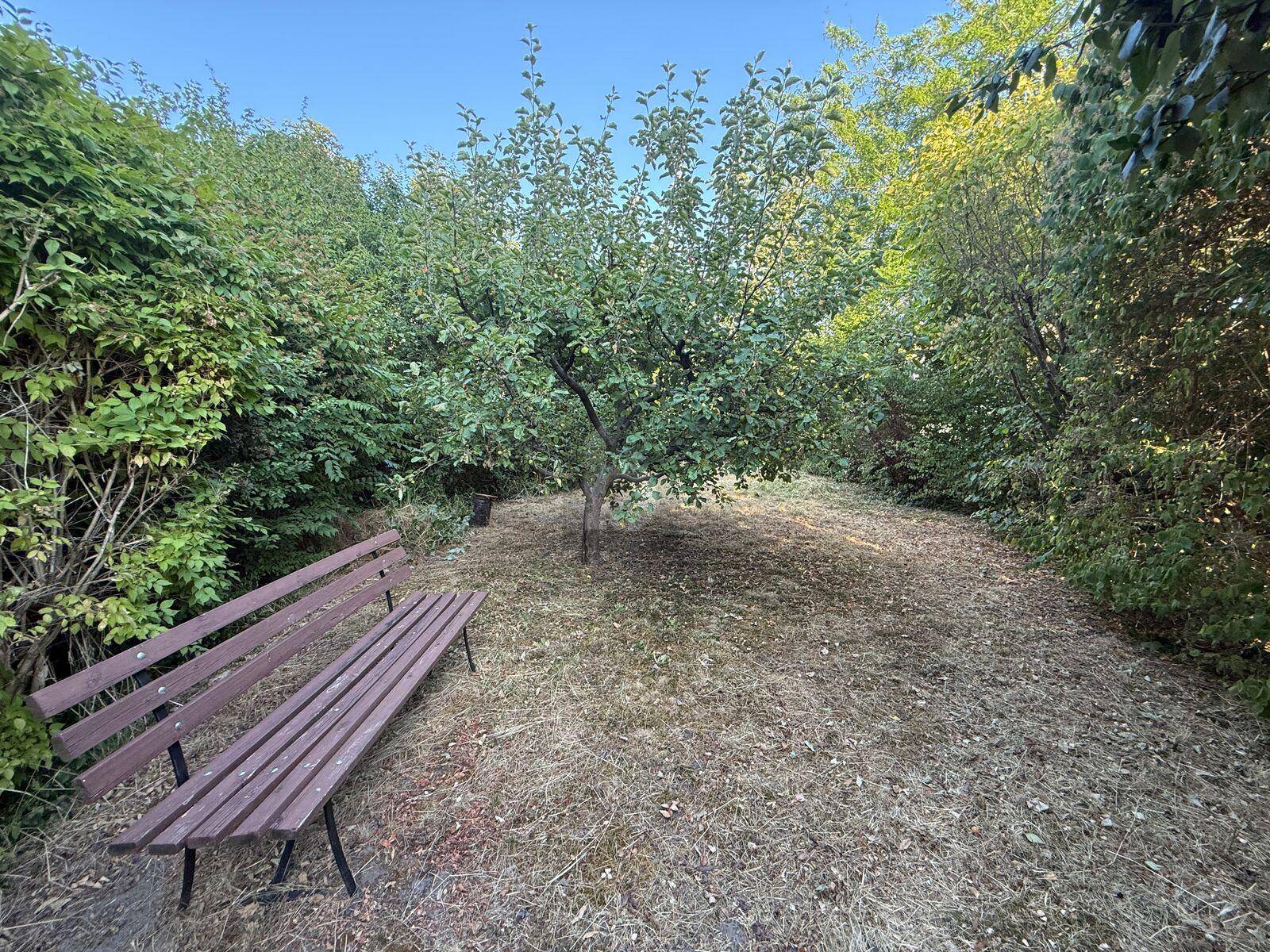 Ruhiger Gartenbereich mit einer Holzbank unter einem Baum, umgeben von üppigem Grün und trockenem Gras.