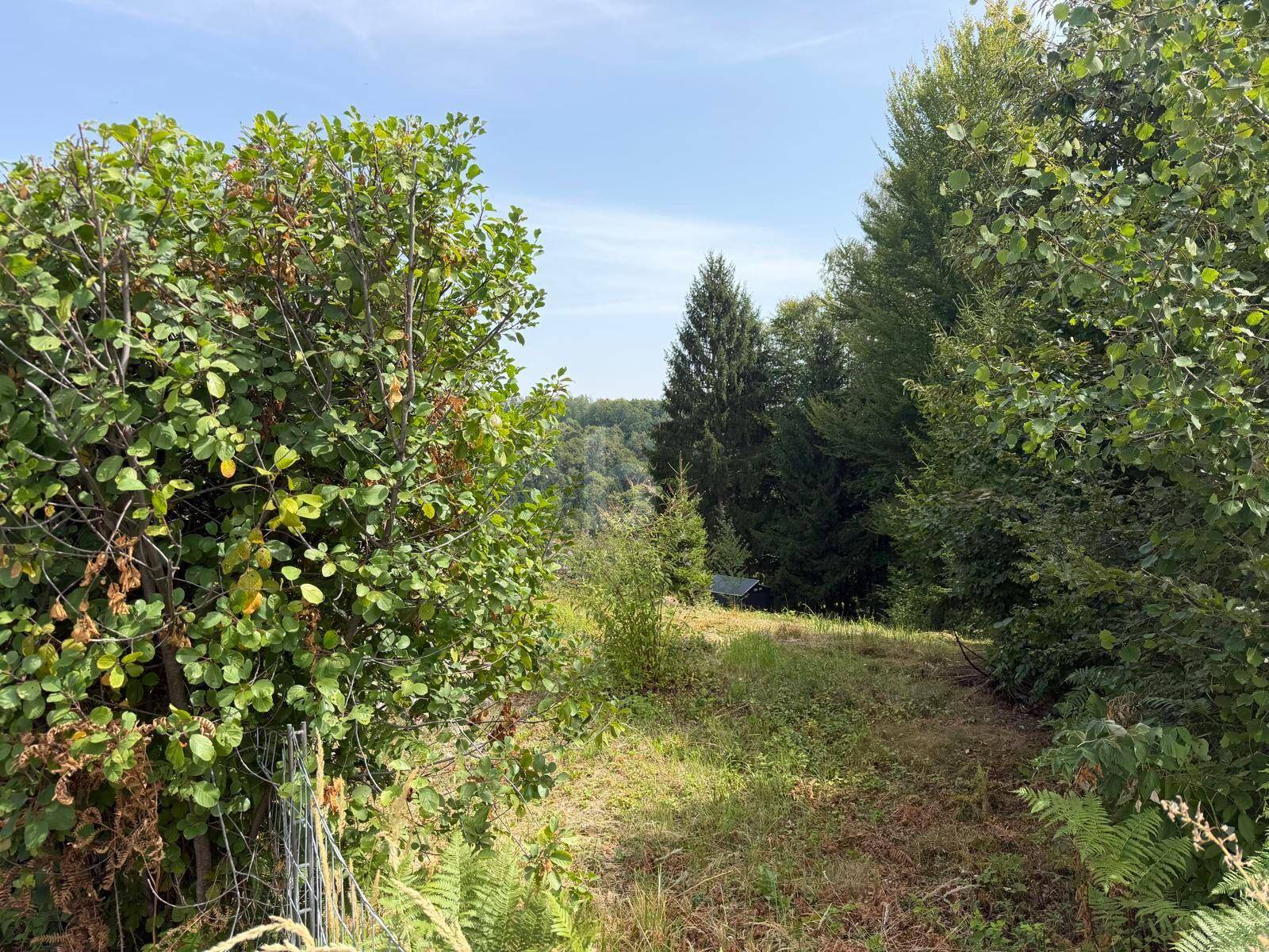 Pfad durch dichte Vegetation und Bäume, der einen Blick auf die hügelige Landschaft freigibt.