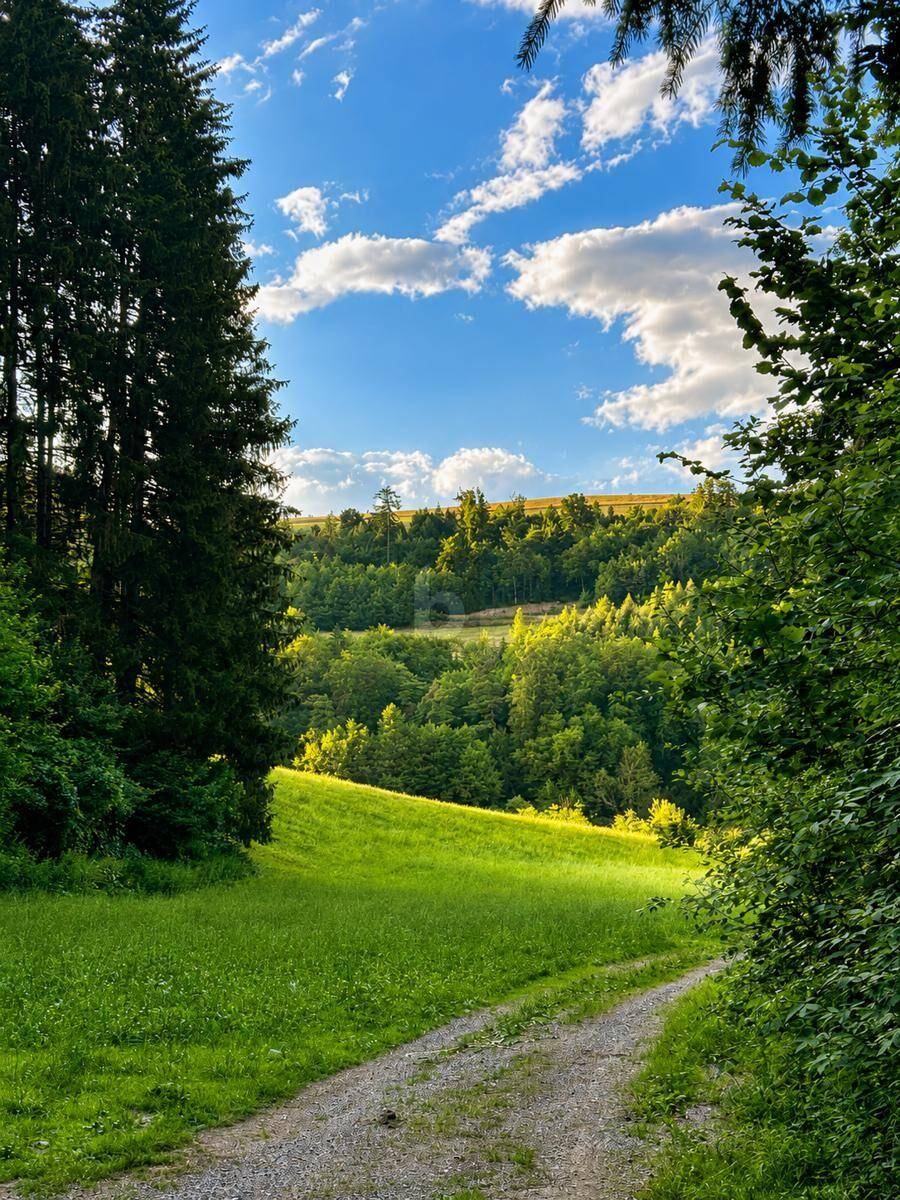Idyllischer Feldweg führt durch eine grüne Wiese, umgeben von dichtem Wald und sanften Hügeln.