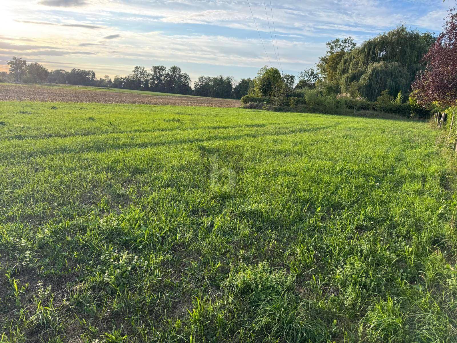 Offenes Feld mit üppigem Grün und Bäumen am Horizont unter einem weiten Himmel.