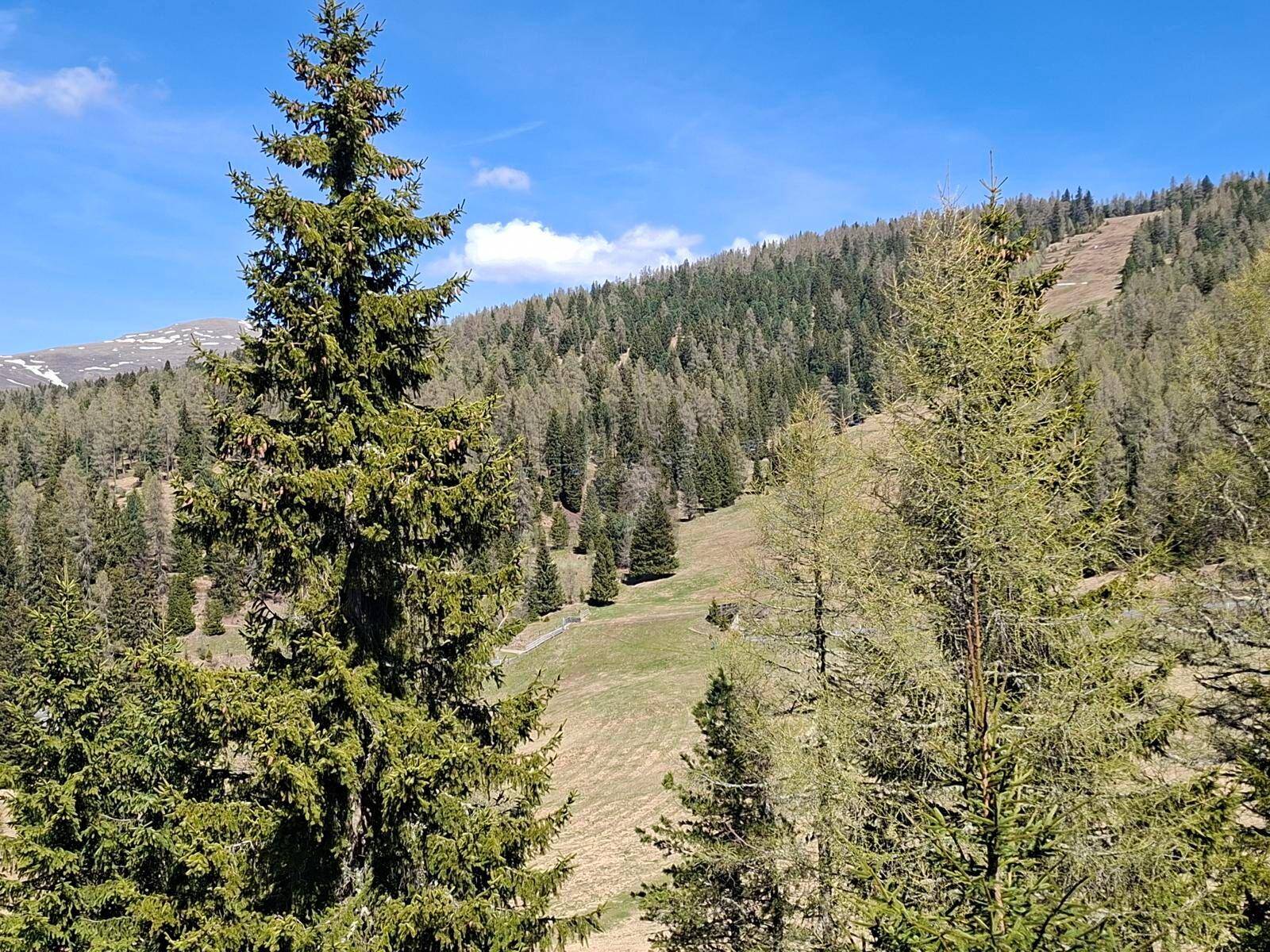 Malerischer Blick auf einen bewaldeten Berghang mit hohen Nadelbäumen unter strahlend blauem Himmel.