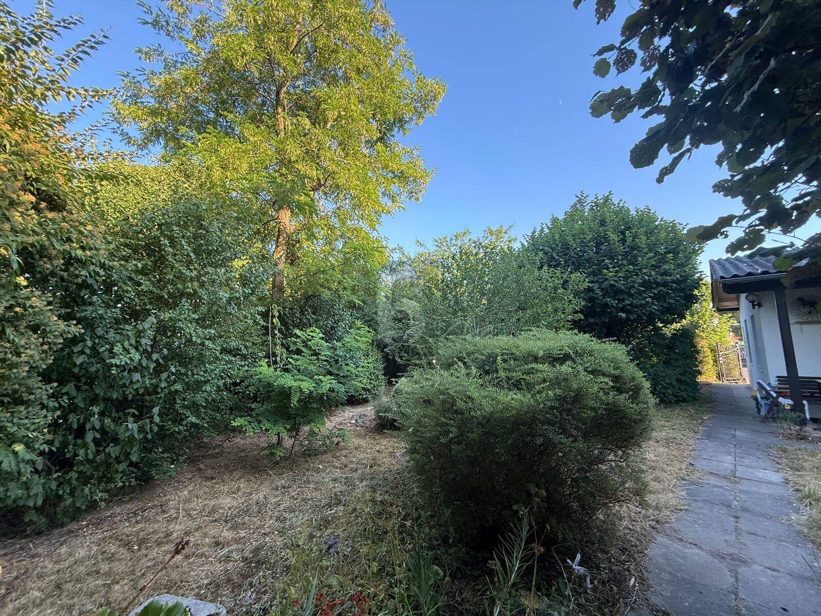 Ein naturbelassener Gartenbereich mit einem großen Baum, umgeben von Büschen und trockenem Gras.