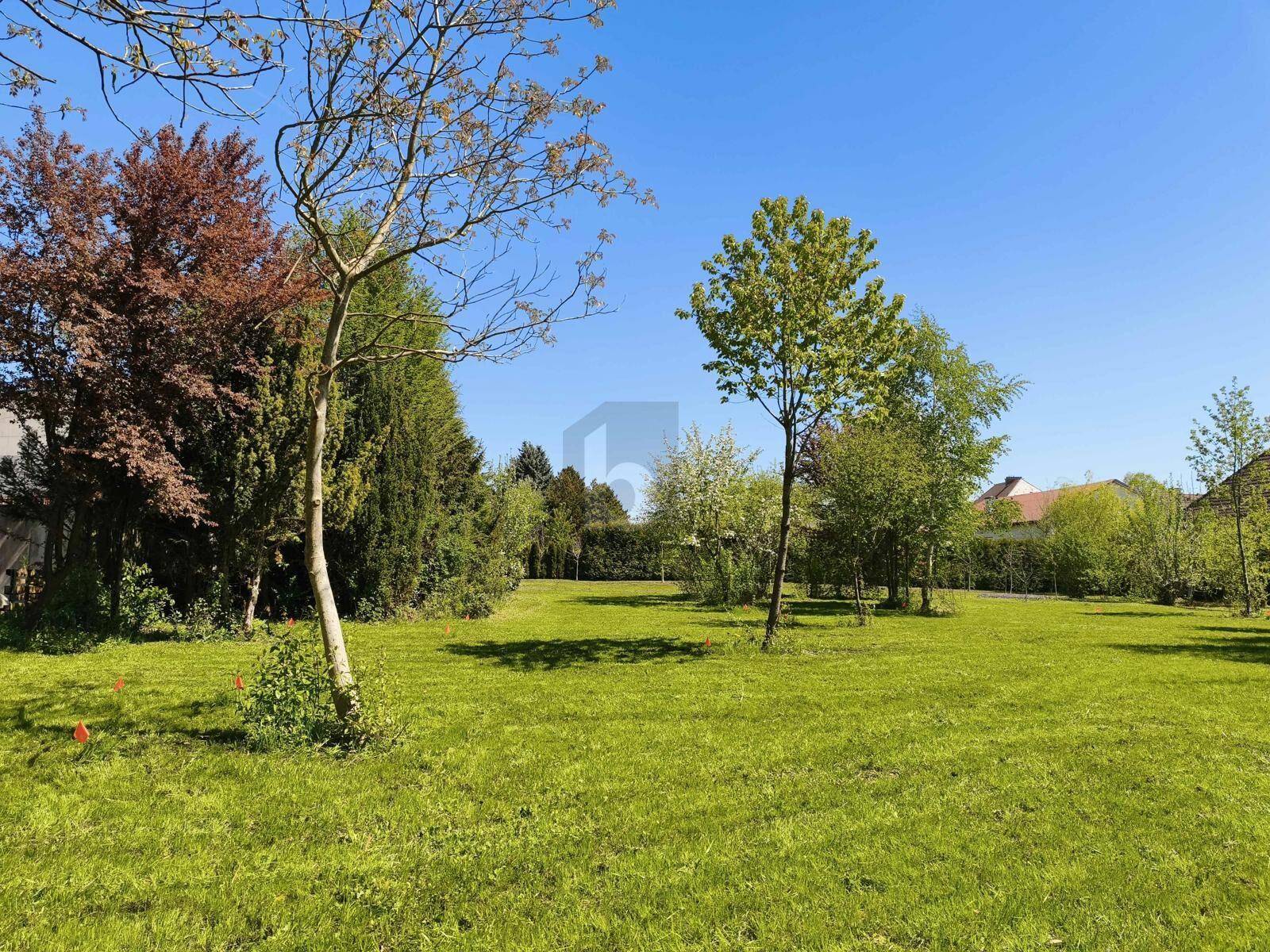 Weitläufige grüne Rasenfläche mit verschiedenen Bäumen unter einem klaren, blauen Himmel.