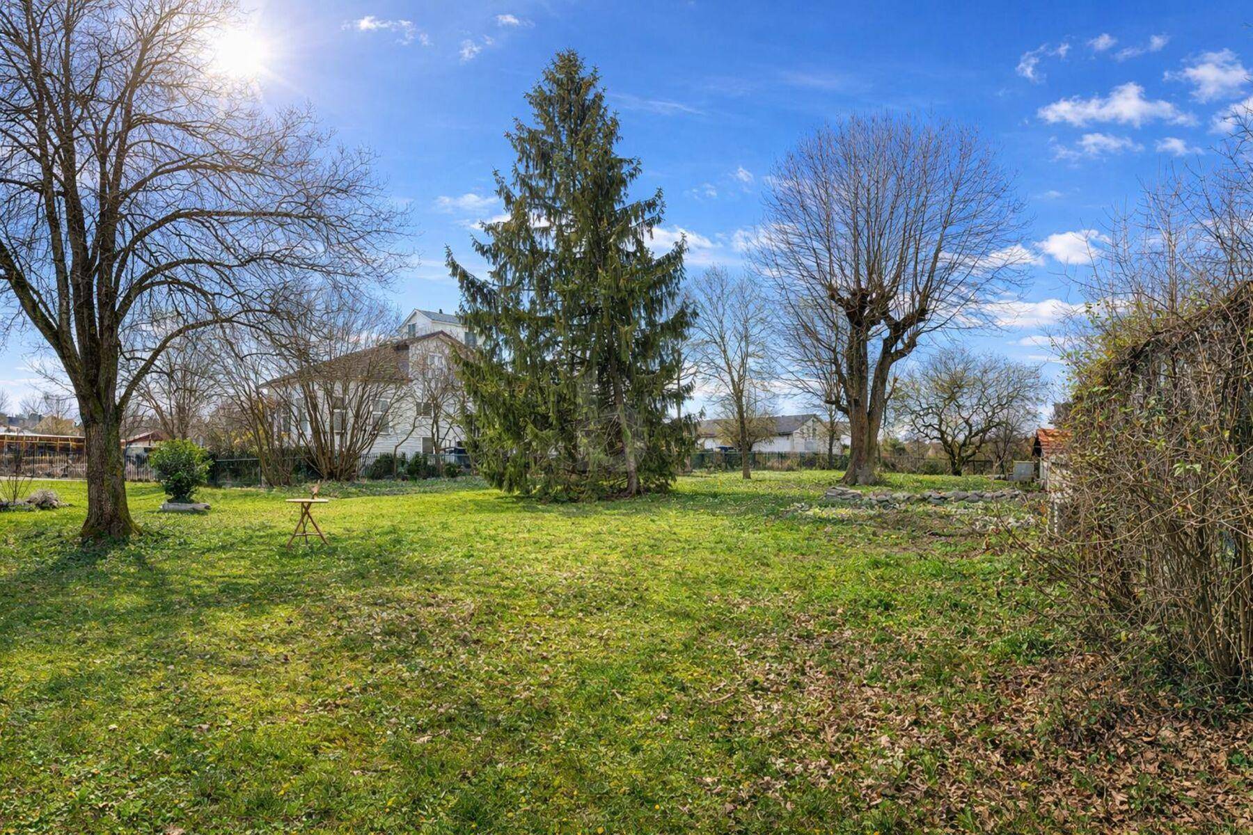 Sonniges Gartengrundstück mit weitläufiger Rasenfläche und hohem Nadelbaum.
