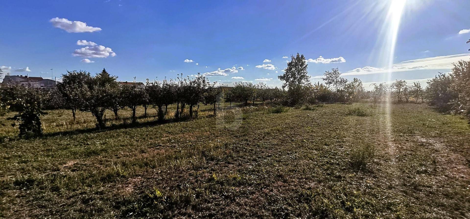 Sonniges, unbebautes Grundstück mit jungen Obstbäumen und weitem Blick unter blauem Himmel.