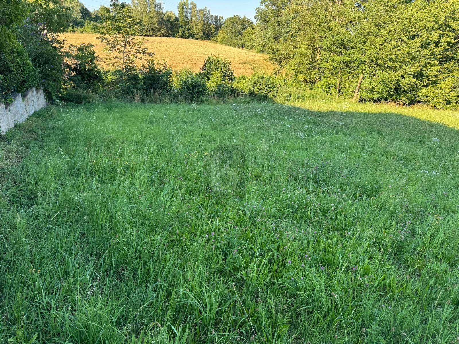 Idyllische grüne Wiese mit hohem Gras und Blick auf angrenzende Felder und Waldränder.