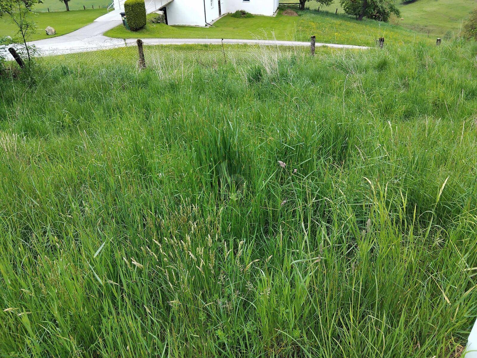 Nahaufnahme einer hohen grünen Wiese mit einem Haus und einer Zufahrt im Hintergrund.