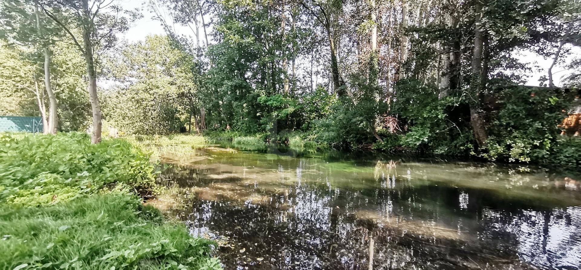 Ein ruhiger Bach schlängelt sich durch eine dichte, grüne Waldlandschaft mit üppiger Vegetation und Reflexionen.