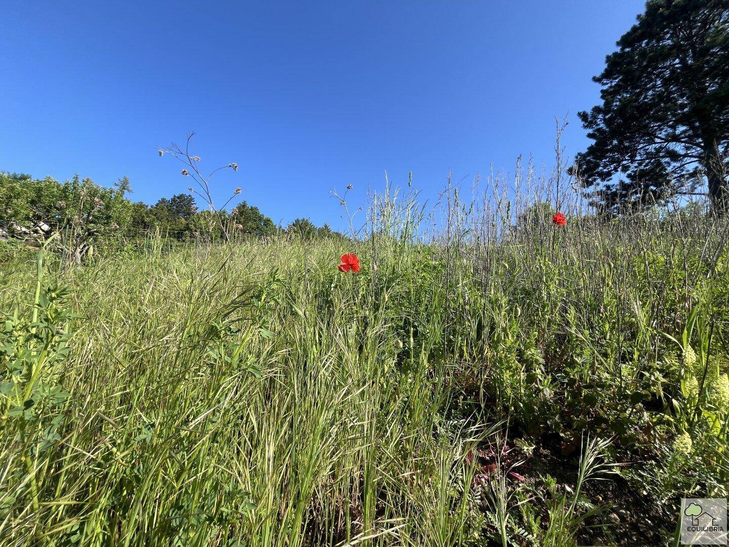 Weite Wiese mit hohem Gras und vereinzelten roten Mohnblumen unter blauem Himmel.