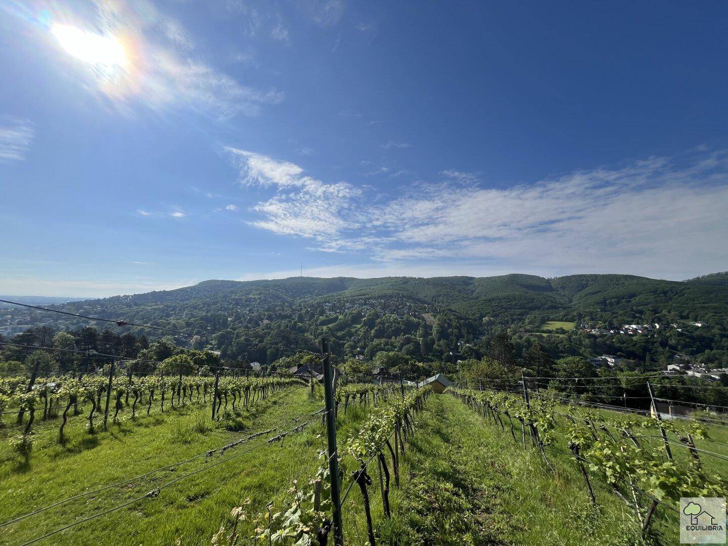 Ausgedehnter Weinberg mit Reihen von Reben und weitem Blick über die bewaldeten Hügel.