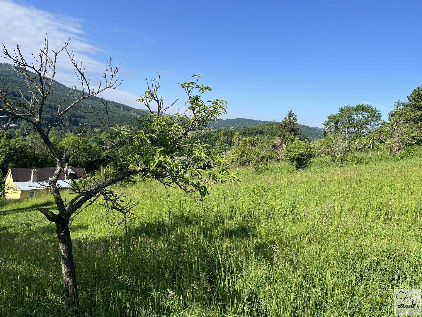 Idyllische grüne Wiese mit einem jungen Baum und Blick auf die umliegende Hügellandschaft.