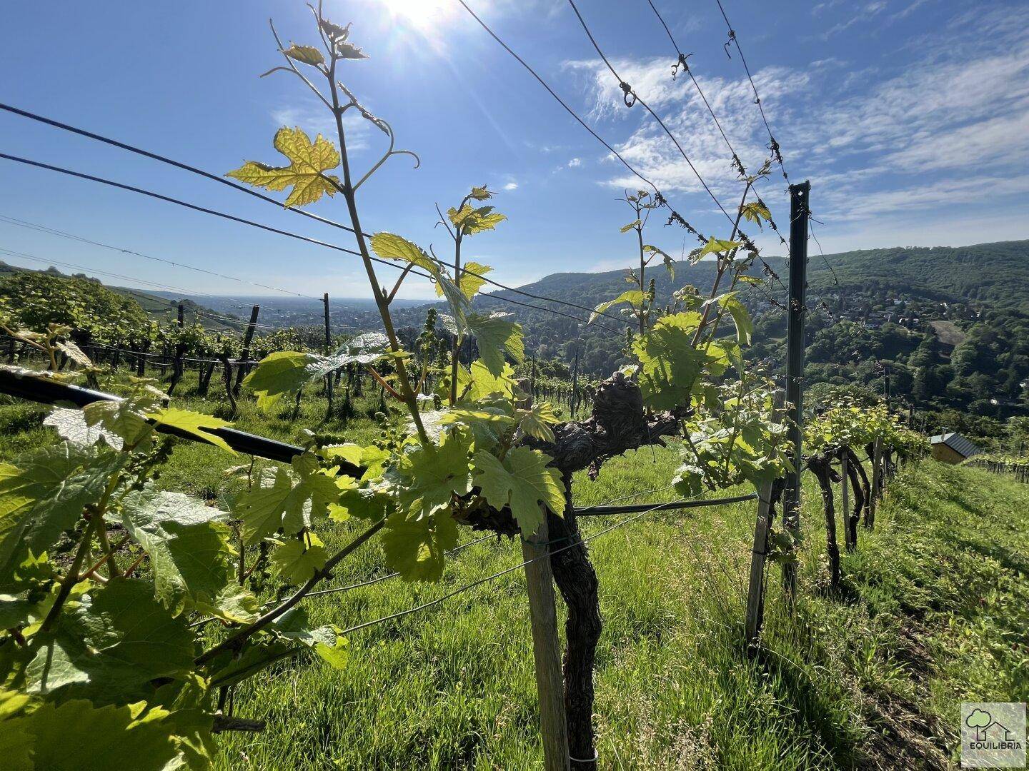 Junge Weinreben in einem Weinberg unter strahlendem Sonnenschein mit Blick auf die Landschaft.