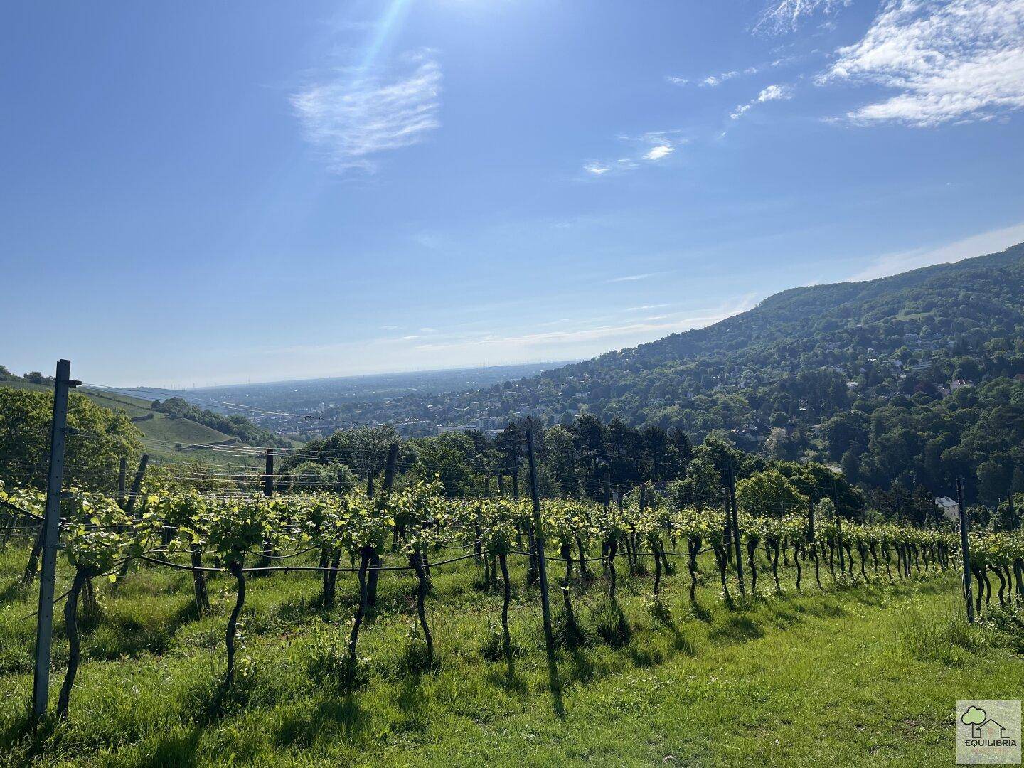 Sonniger Weinberg mit weitem Panoramablick über ein Tal und eine ferne Stadt.