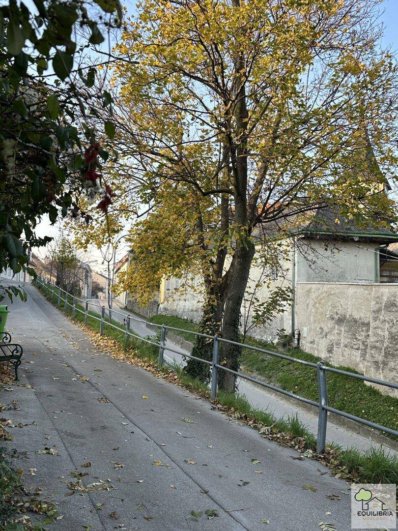 Von Bäumen gesäumter Weg mit Blick auf weitere Gebäude in der ländlichen Umgebung.