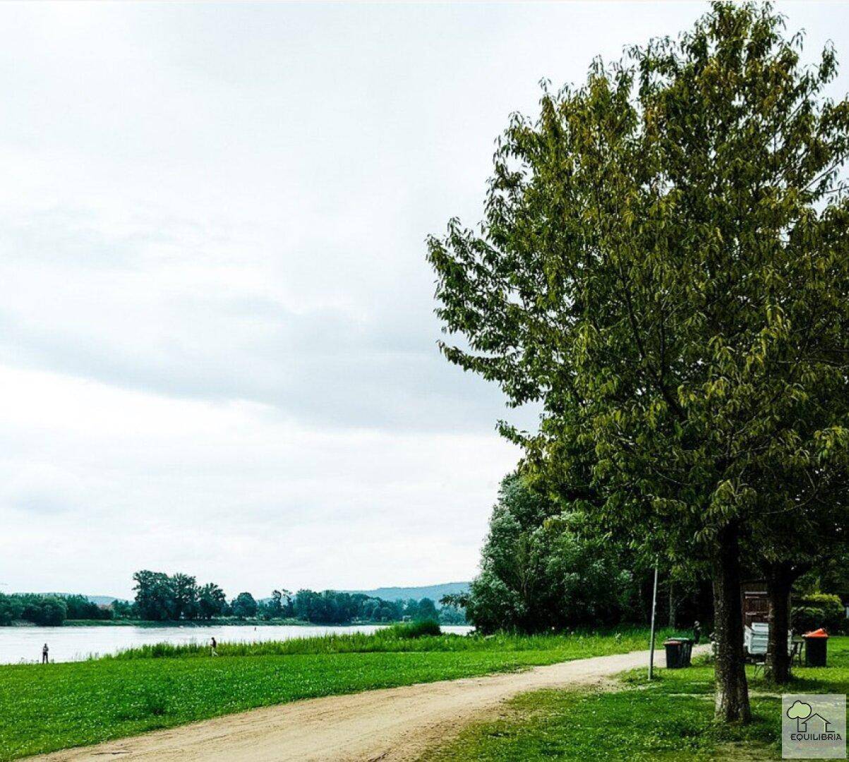Uferweg entlang eines Flusses mit hohen Bäumen und grünen Wiesen.