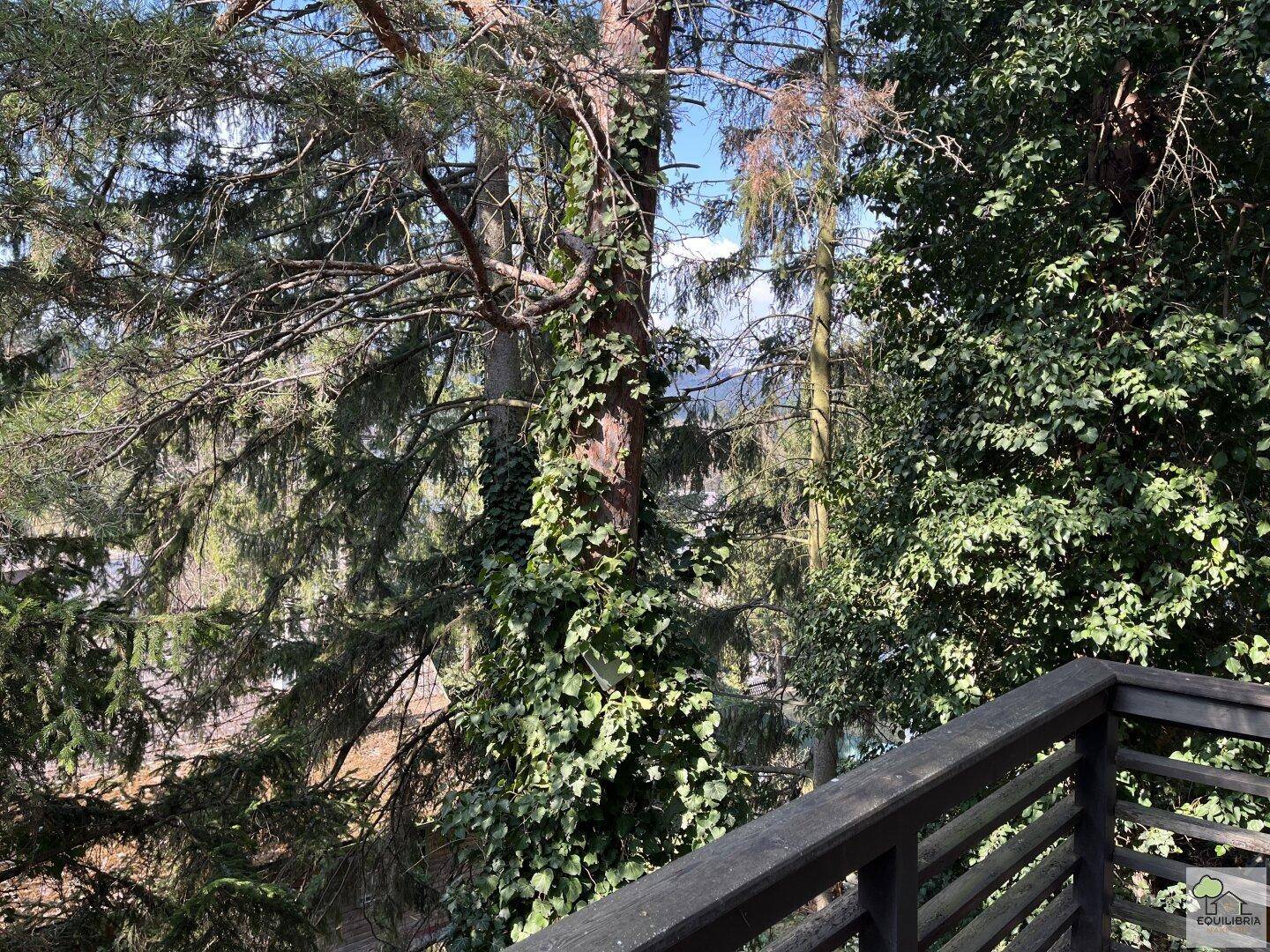 Blick von einem Balkon in eine grüne Baumlandschaft mit Fernsicht auf die Umgebung.