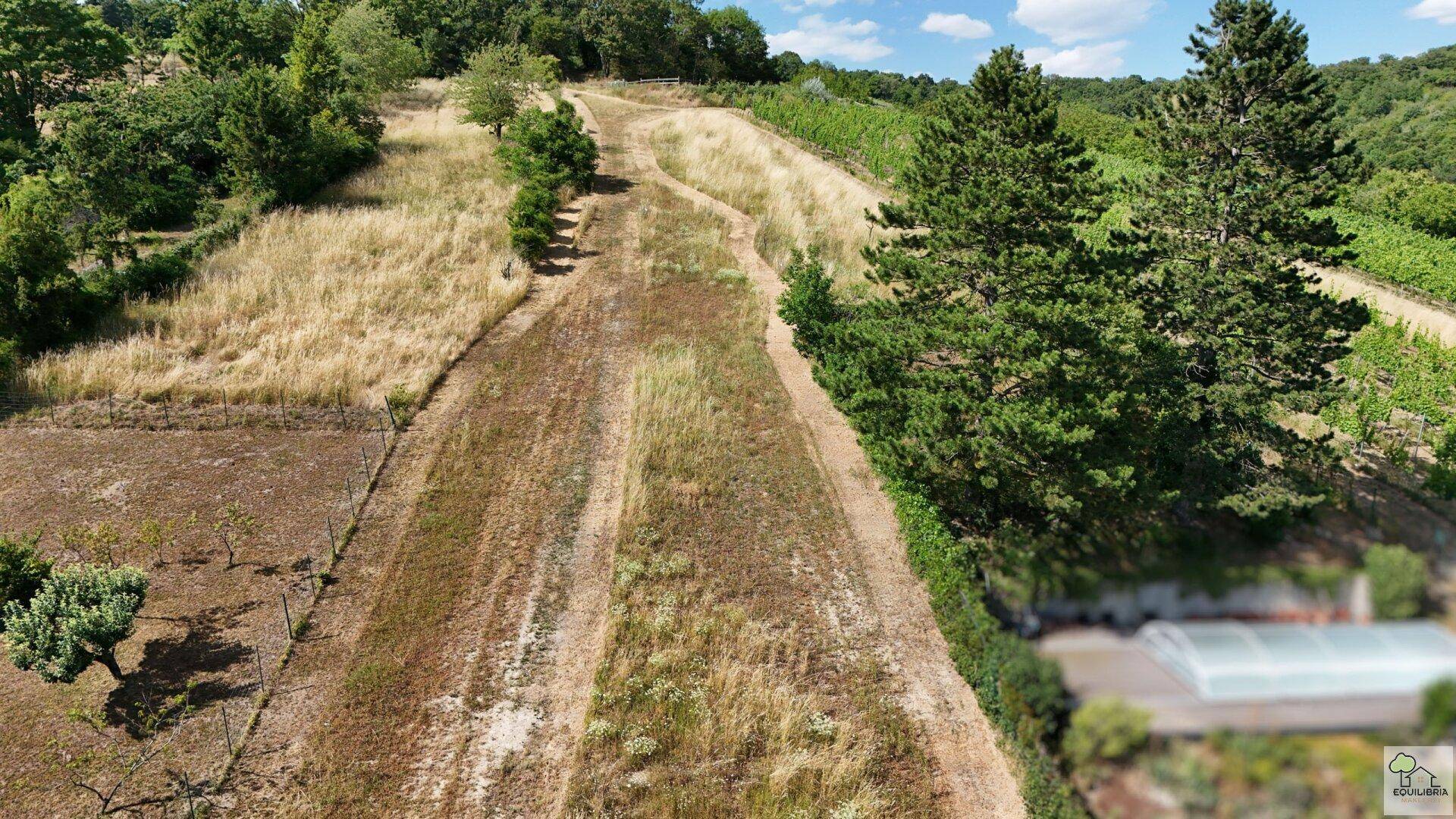 Ein trockener Feldweg führt einen Hügel hinauf, umgeben von Bäumen und angrenzenden Weinbergen.