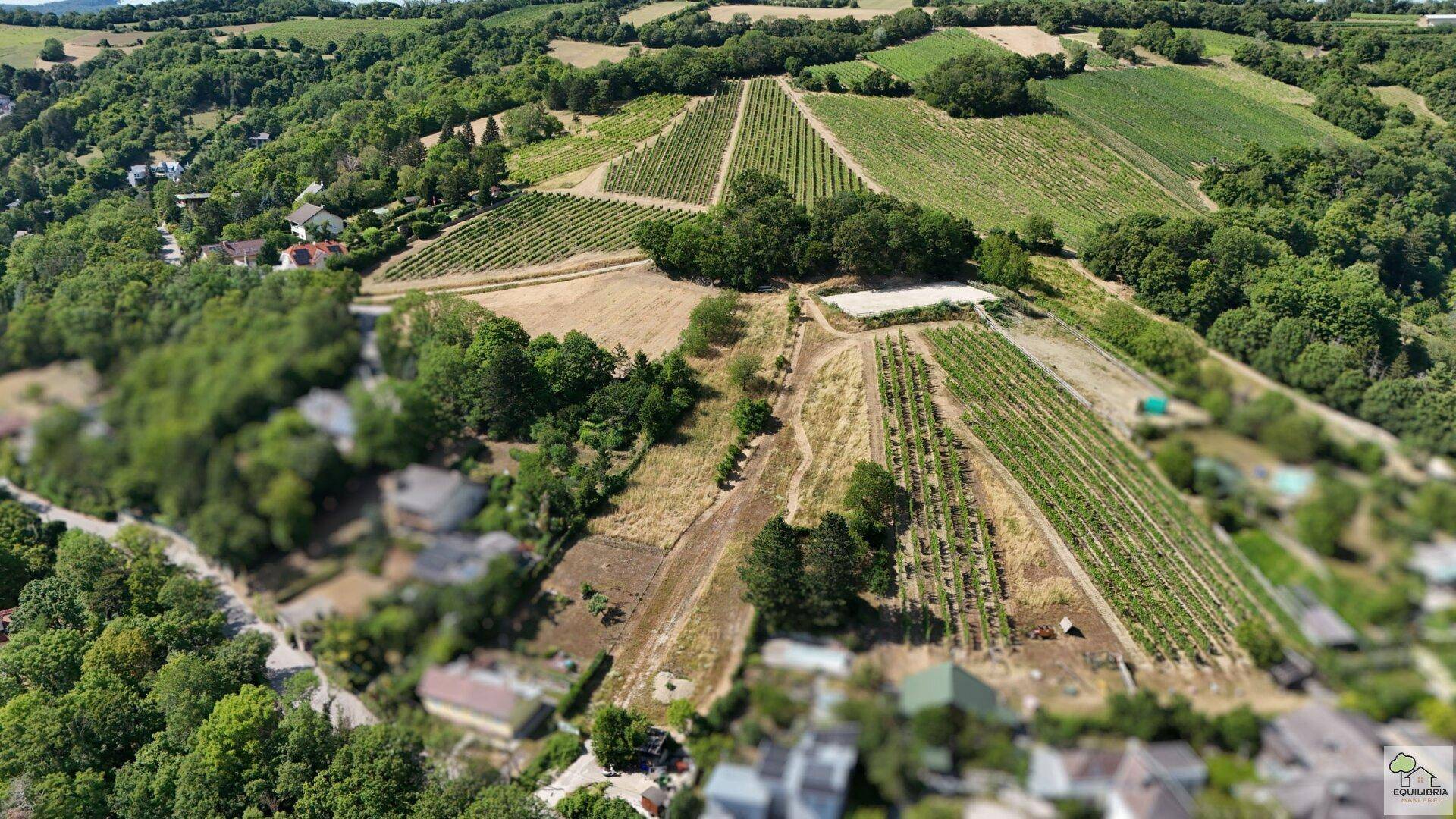 Luftaufnahme einer weitläufigen Landschaft mit zahlreichen Weinbergen, verstreuten Häusern und dichten Wäldern.