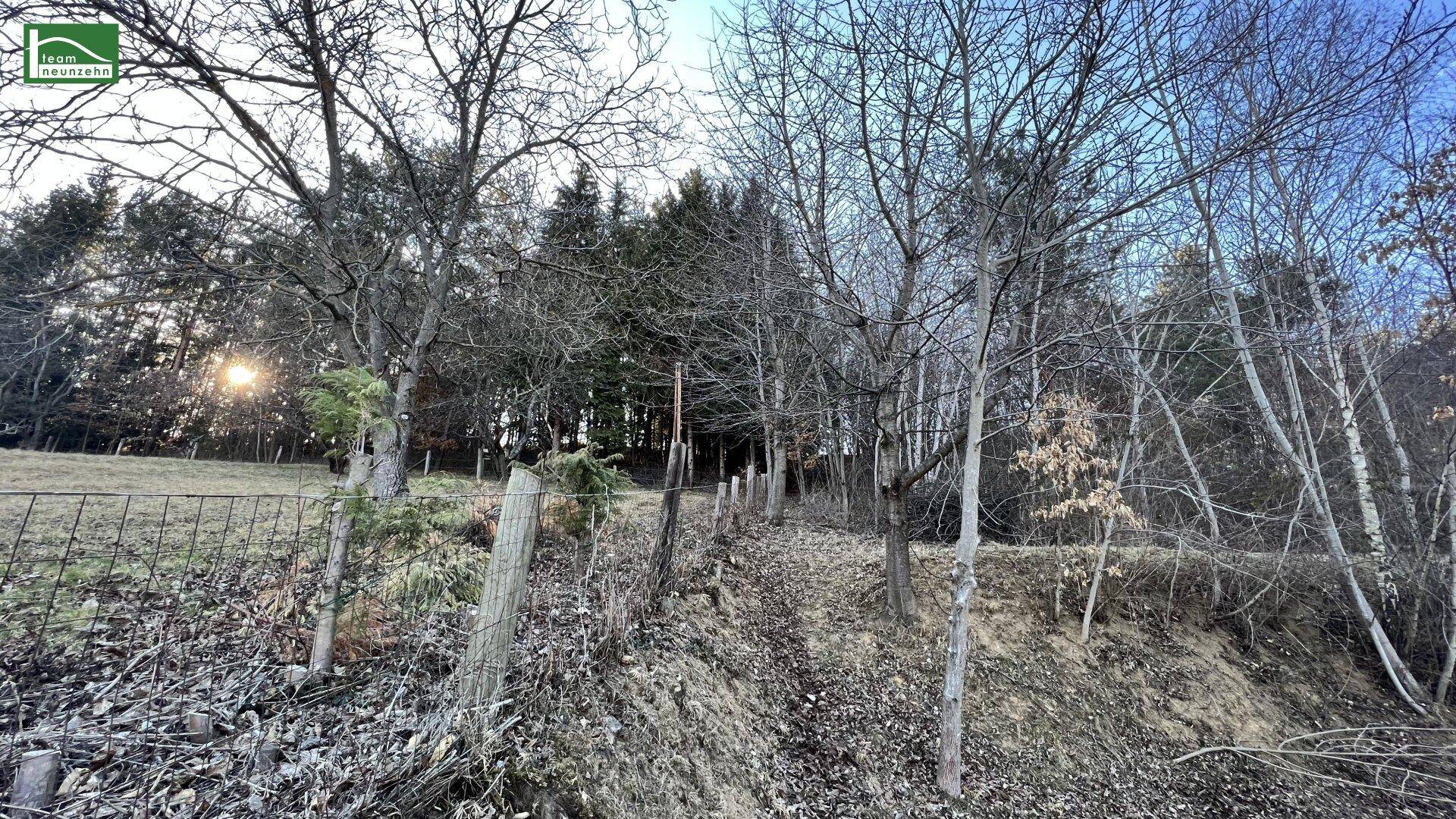 Dichte Waldlandschaft und Natur in der unmittelbaren Umgebung des Anwesens.