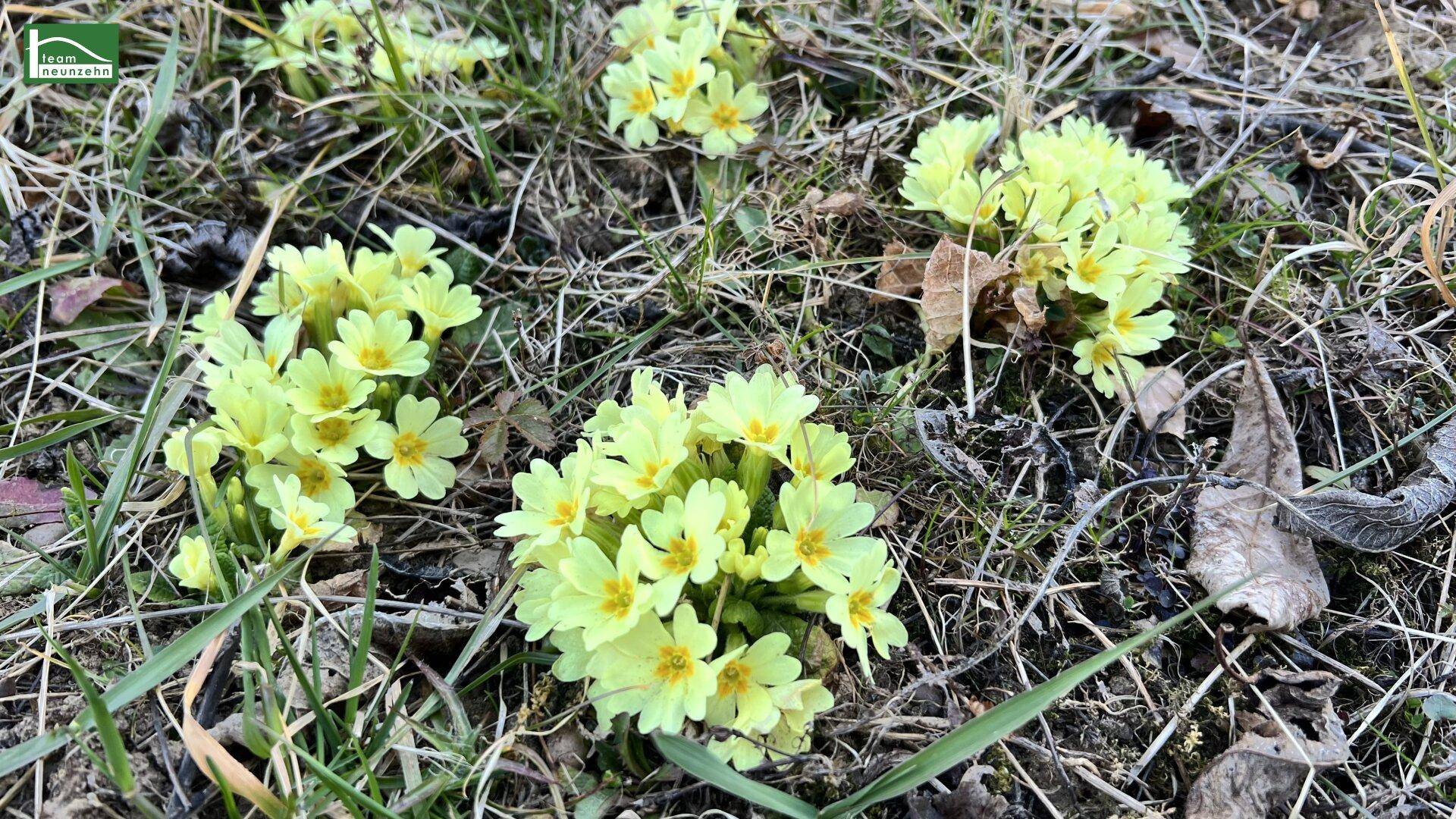 Frühlingsblumen sprießen im Garten und bringen Farbe in die Landschaft.