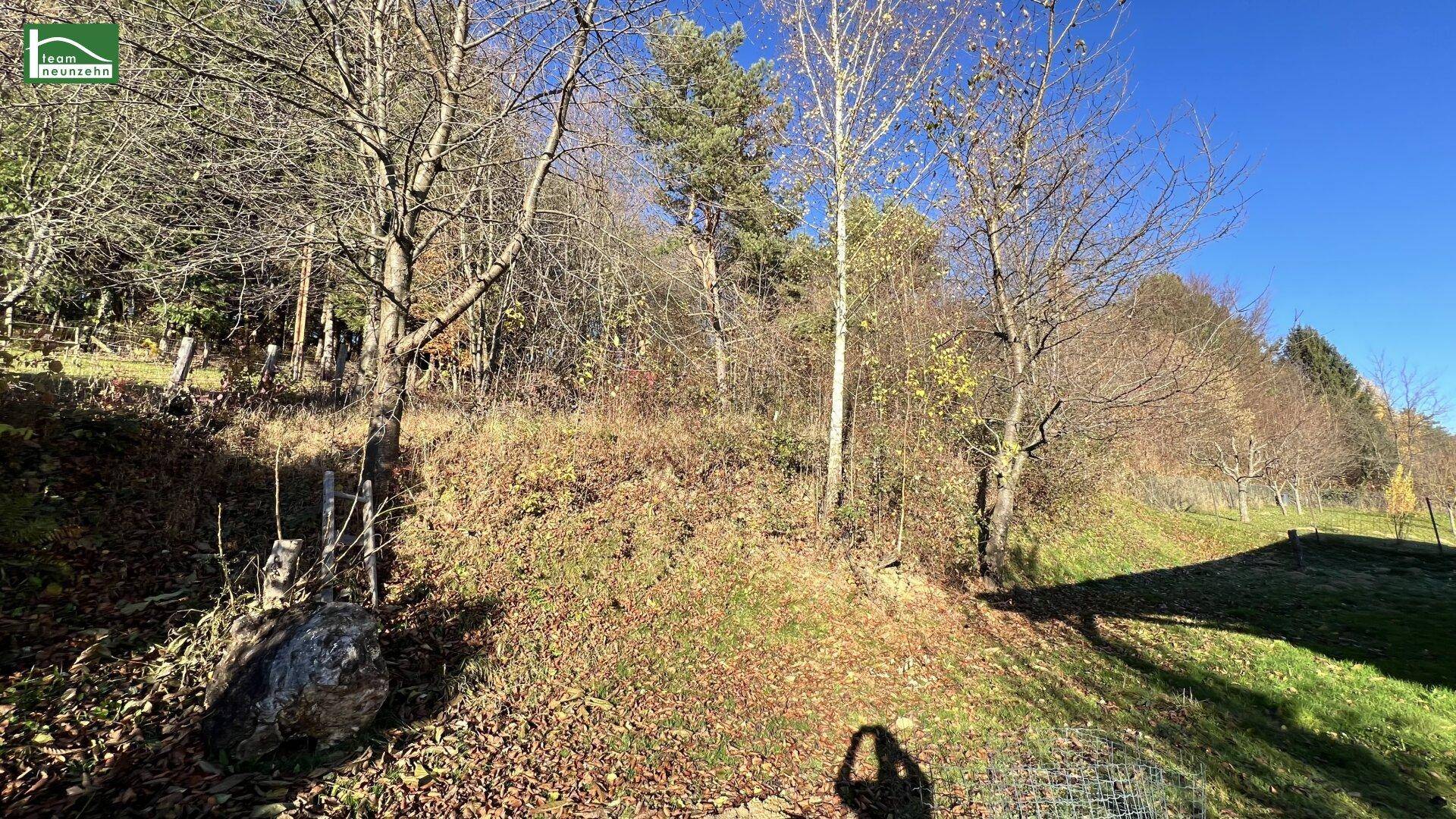 Naturbelassener Gartenbereich mit Bäumen und Sträuchern, umgeben von viel Grün.