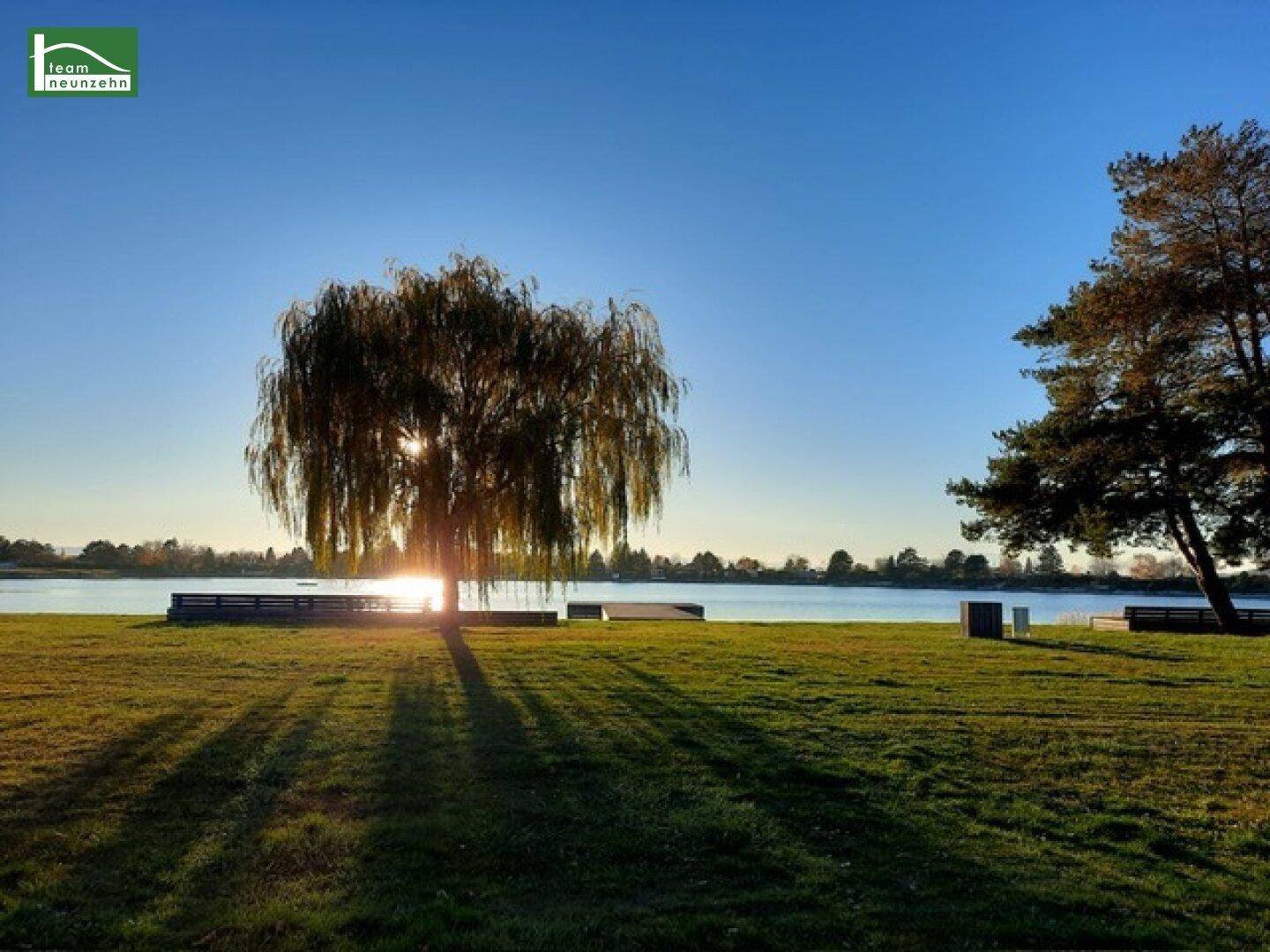 Sonnenuntergang über einem See mit einem markanten Baum im Vordergrund und Bänken am Ufer.