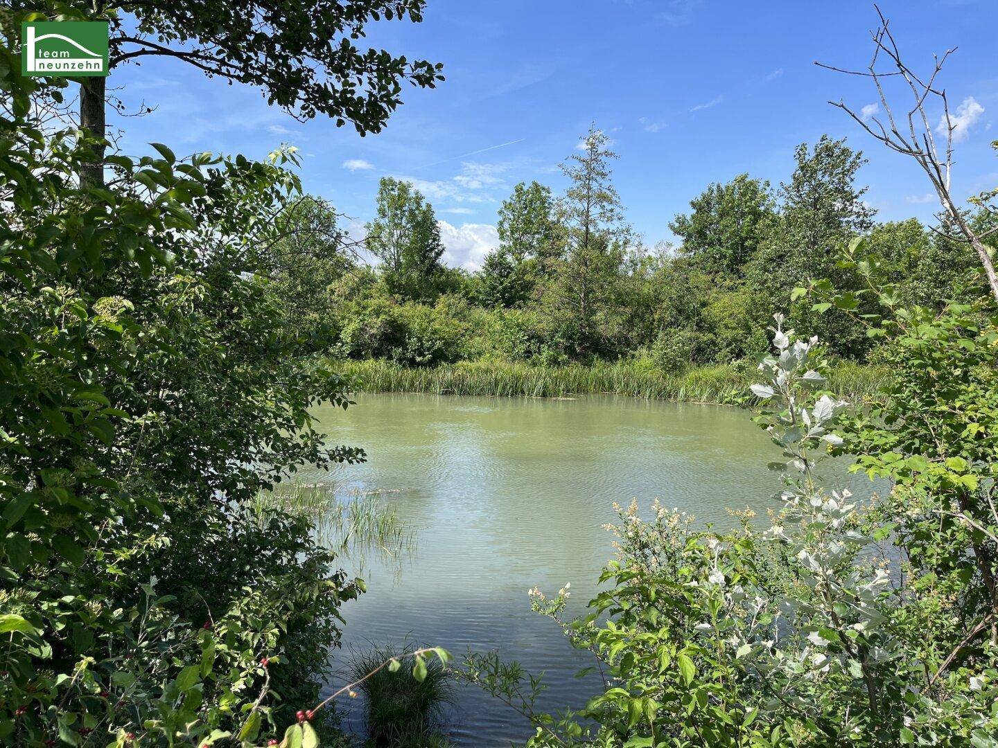 Idyllischer Blick auf einen ruhigen Teich, umgeben von dichter grüner Vegetation unter blauem Himmel.