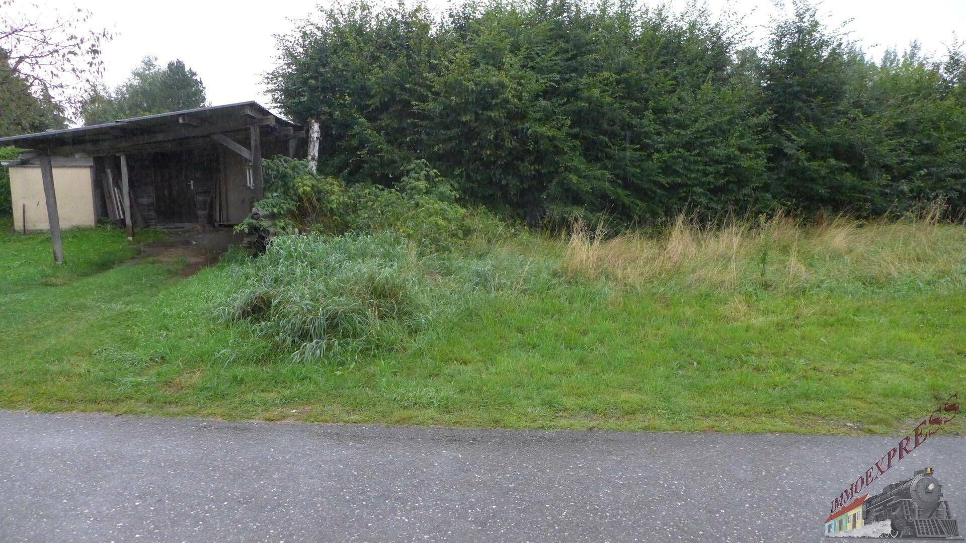 Verwildertes Grundstück mit altem Holzschuppen und einer Reihe hoher Bäume im Hintergrund.