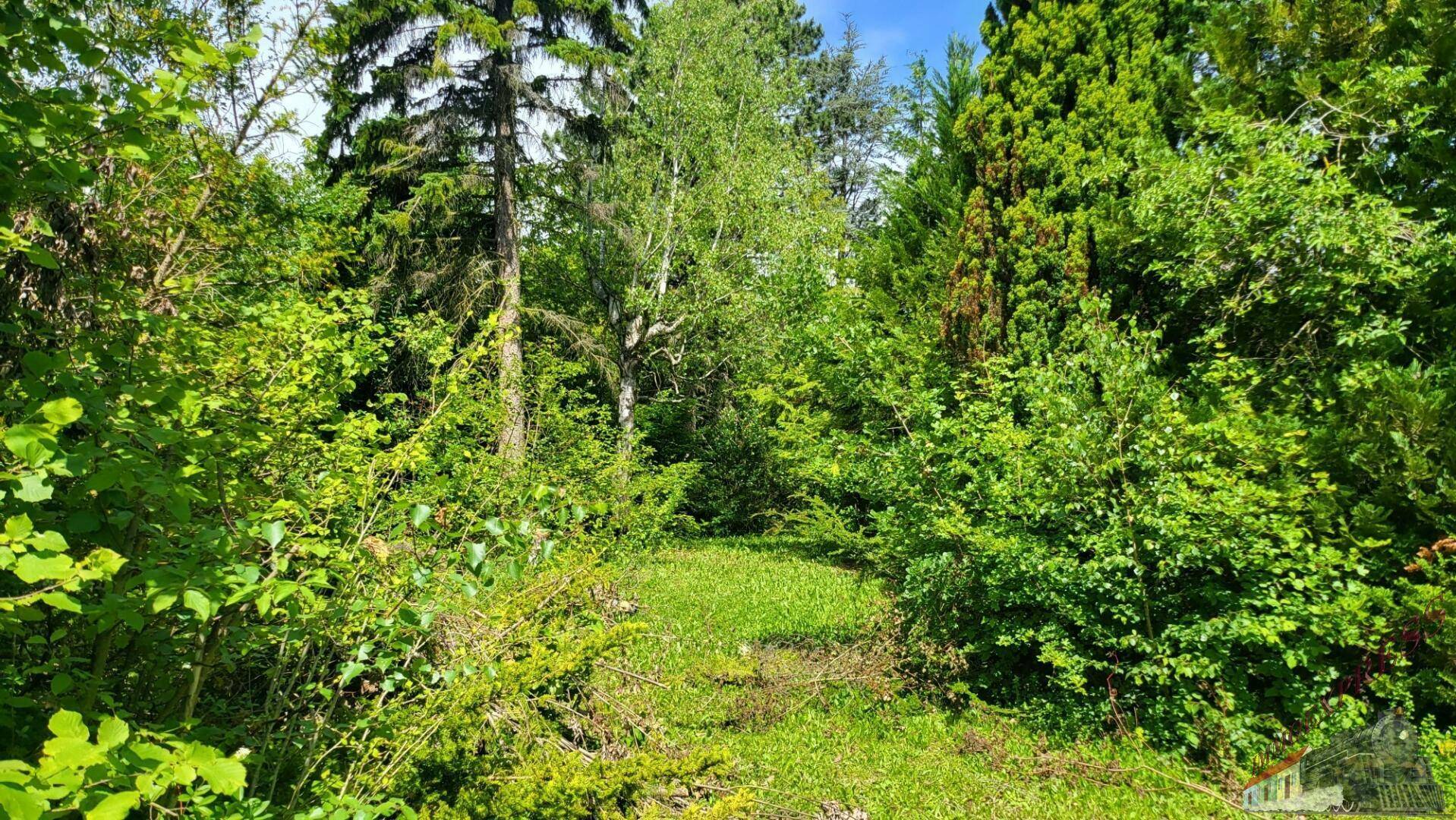 Naturbelassener Gartenweg führt durch dichte Vegetation und hohe Bäume.