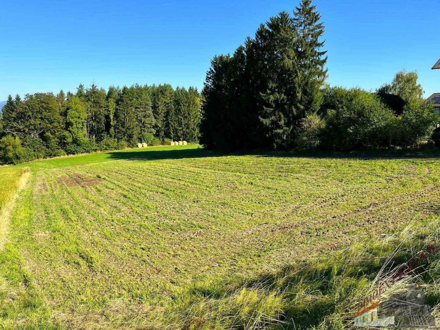Sonnige Wiesenfläche mit angrenzendem Wald und klarem blauen Himmel, ideal für Naturfreunde.