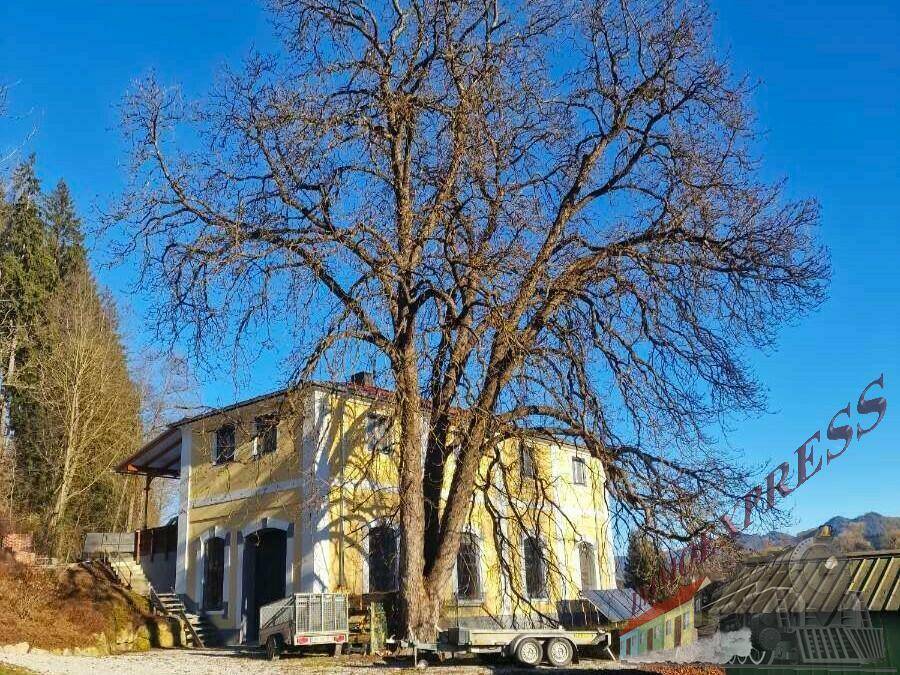 Ein großer, kahler Baum dominiert den Vordergrund vor einem gelben Gebäude mit roten Dächern.