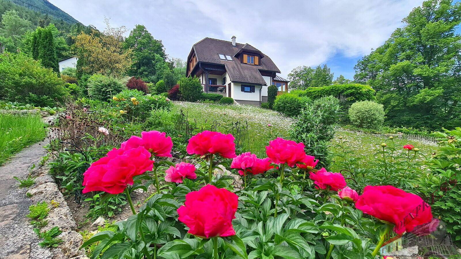 Üppige rosa Pfingstrosen im Vordergrund mit dem charmanten Haus im Hintergrund.