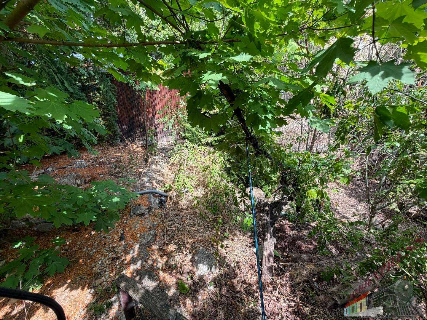 Dichte Vegetation und Bäume prägen diesen naturnahen Bereich des Gartens.