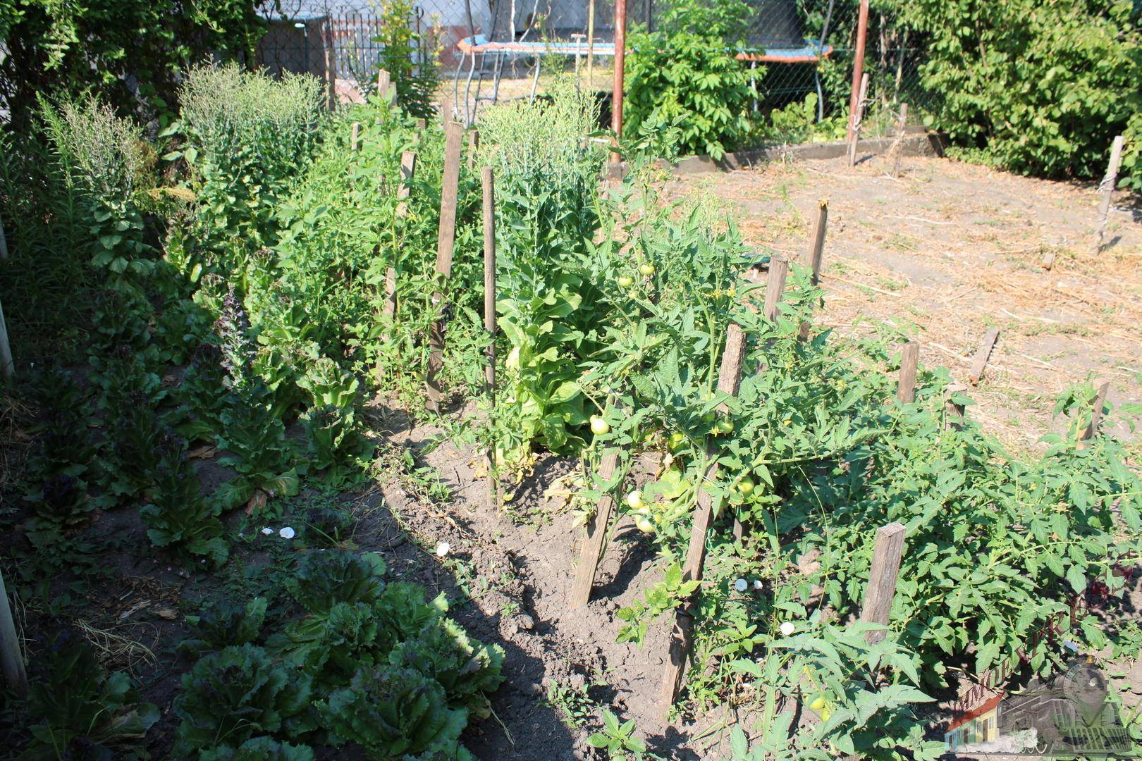 Gemüsegarten mit verschiedenen Pflanzen und Anbauflächen im Freien.